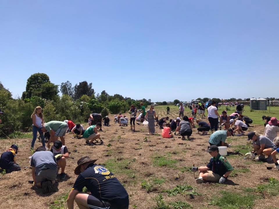 Biggest Tree Planting Oxenford